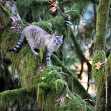 Entry image for Alffie