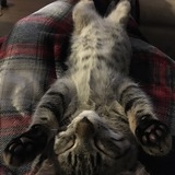 Entry image for Levi