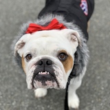 Entry image for Koko