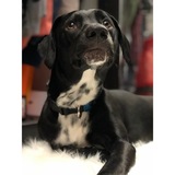 Entry image for Bentley 