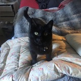 Entry image for Koyote 