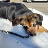 Entry image for Frankie Blue Eyes