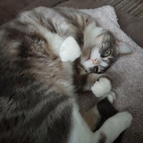 Entry image for Lexie