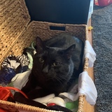 Entry image for Jaguar 