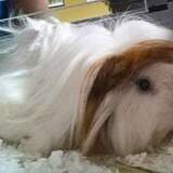 Entry image for Josie