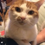 Entry image for Cooper