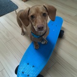 Entry image for Snoopy