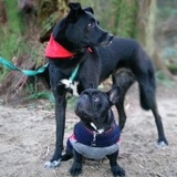 Entry image for Leia and Boris