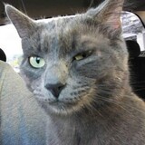 Entry image for Whiskey Timbit Foxtrot