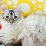 Entry image for Kodiak Bear