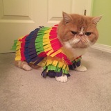 Entry image for Schmuck