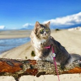 Entry image for Mitzy