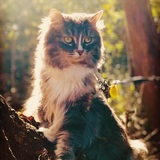 Entry image for Mitzy