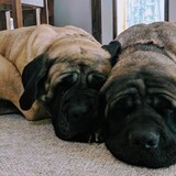 Entry image for Bella and Laika