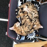 Entry image for Rocco and Bella