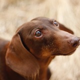 Entry image for Duke