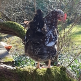 Entry image for Speckles