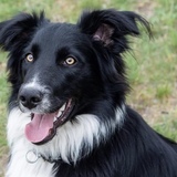 Entry image for Mattu