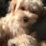 Entry image for Peanut