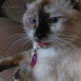 Entry image for Mochi