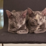 Entry image for Phoebe & Kali