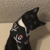 Entry image for Autumn pawsome 