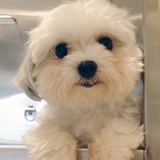 Entry image for Peanut