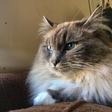 Entry image for Chanel