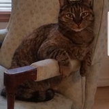 Entry image for Lyla