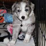 Entry image for Marty