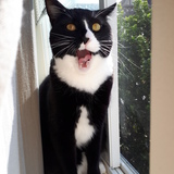 Entry image for Theo