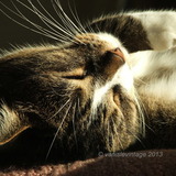 Entry image for Magic