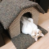 Entry image for Dave