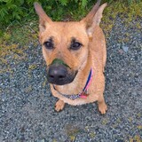 Entry image for CLEOPATRA