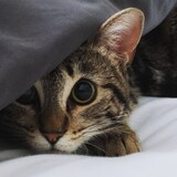 Entry image for Camila