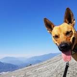 Entry image for Cricket