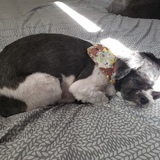 Entry image for Rocco