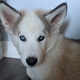 Entry image for Storm