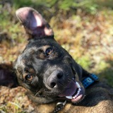 Entry image for Clyde