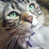 Entry image for Piper