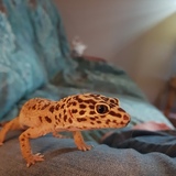 Entry image for Panthera