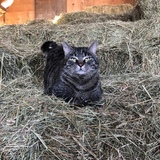 Entry image for Marley 