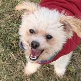 Entry image for Einstein