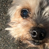 Entry image for Jock