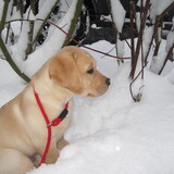 Entry image for Chewie