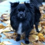 Entry image for Grohly