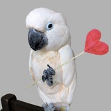 Entry image for Mango