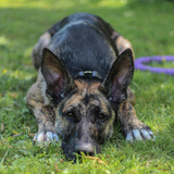 Entry image for Koda bear 