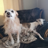 Entry image for Motzy and Boomer