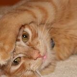 Entry image for Cecil